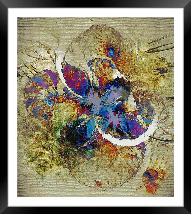 Mollusca in Colour Framed Mounted Print by Amanda Moore
