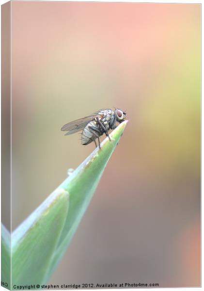 The Fly 1 Canvas Print by stephen clarridge