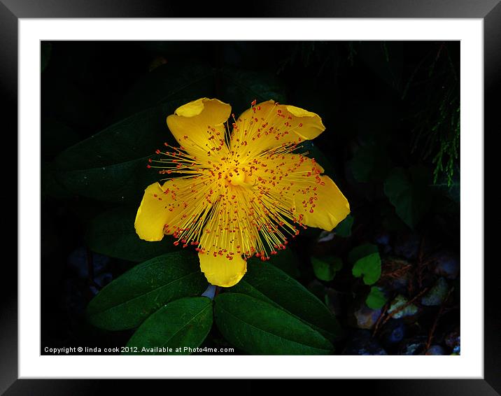i love the sun! Framed Mounted Print by linda cook