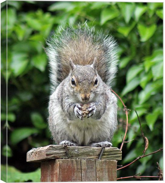 Grey squirrel eating Canvas Print by Tony Murtagh