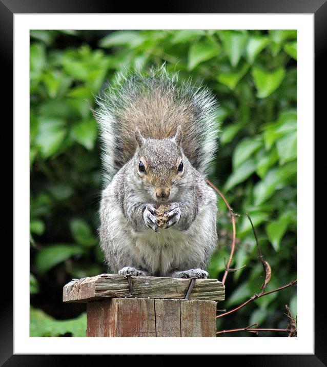 Grey squirrel eating Framed Mounted Print by Tony Murtagh