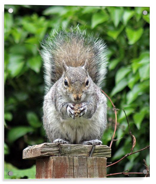 Grey squirrel eating Acrylic by Tony Murtagh