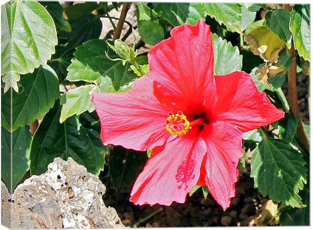 Red Hot Hibiscus Canvas Print by Tony Murtagh