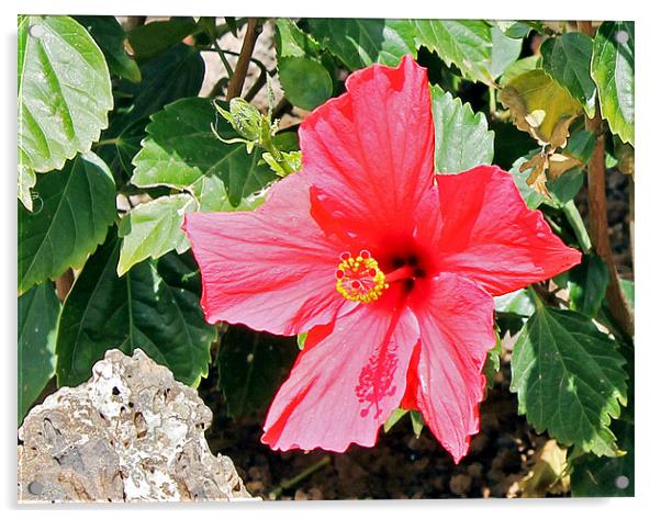 Red Hot Hibiscus Acrylic by Tony Murtagh