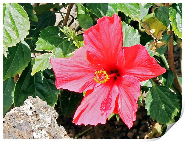 Red Hot Hibiscus Print by Tony Murtagh