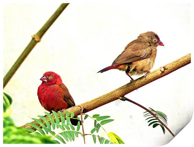 Red-billed firefinch Print by Tony Murtagh