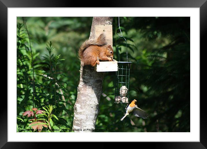 Red Squirrel and Robin Framed Mounted Print by Catherine Webster