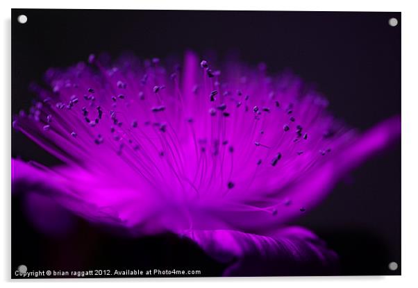 Flowers In The Evening Acrylic by Brian  Raggatt