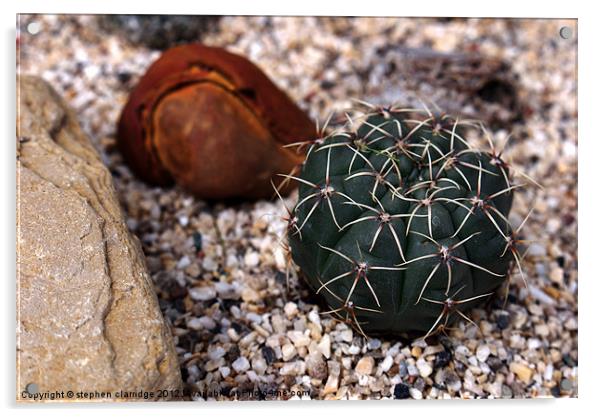 The Cactus Acrylic by stephen clarridge