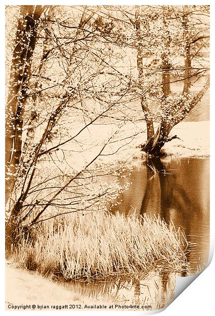 Lakeside Reflections Print by Brian  Raggatt