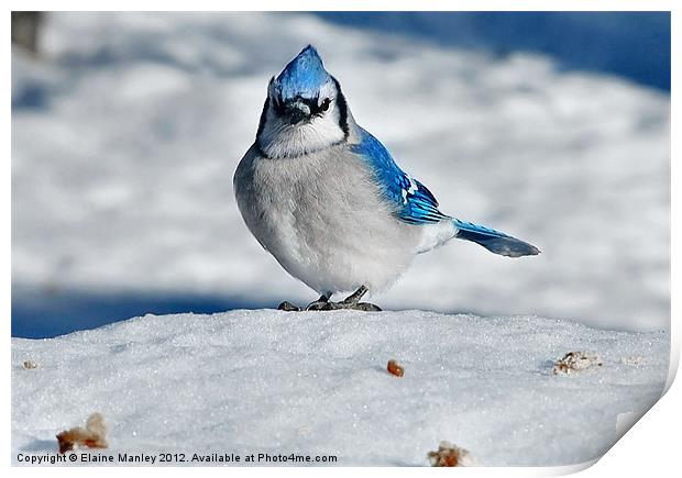 Bluejay in Snow Print by Elaine Manley