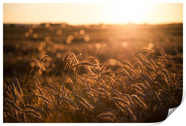 Fields of gold Print by Rebecca Press