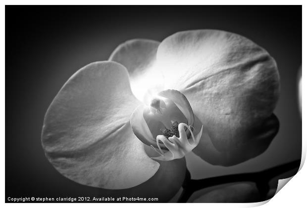 Black and White Orchid Print by stephen clarridge