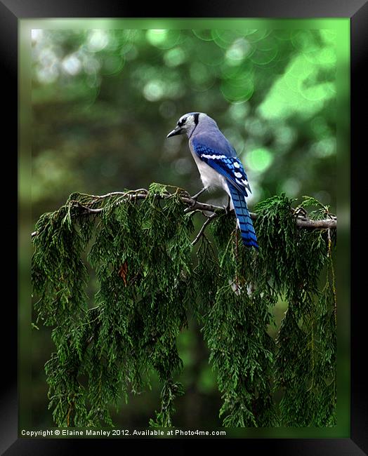bluejay on Cedar Tree Framed Print by Elaine Manley