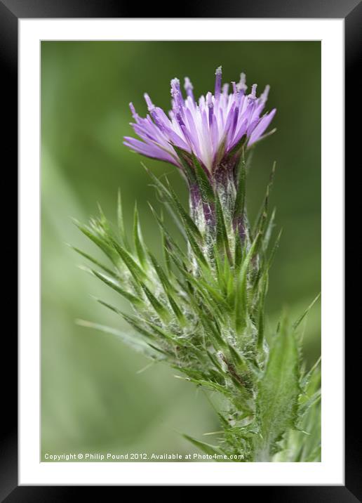 Thistle Framed Mounted Print by Philip Pound