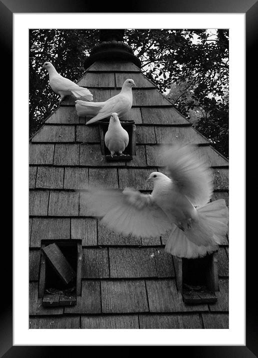 Wings Of A Dove Framed Mounted Print by Adrian Wilkins