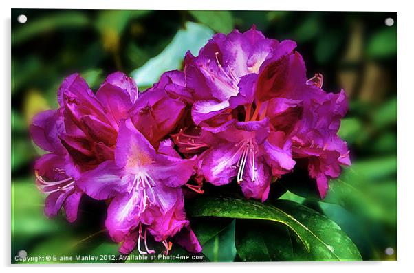 Pink Azalea Flower Acrylic by Elaine Manley