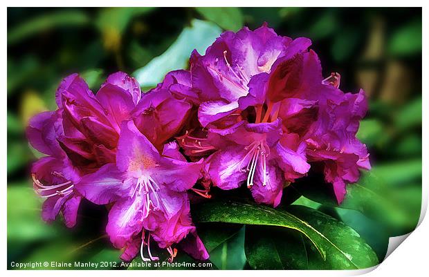 Pink Azalea Flower Print by Elaine Manley