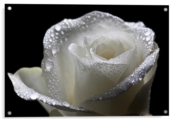 Wet White Rose Acrylic by Josh Kemp-Smith