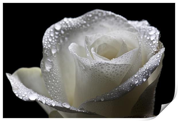 Wet White Rose Print by Josh Kemp-Smith