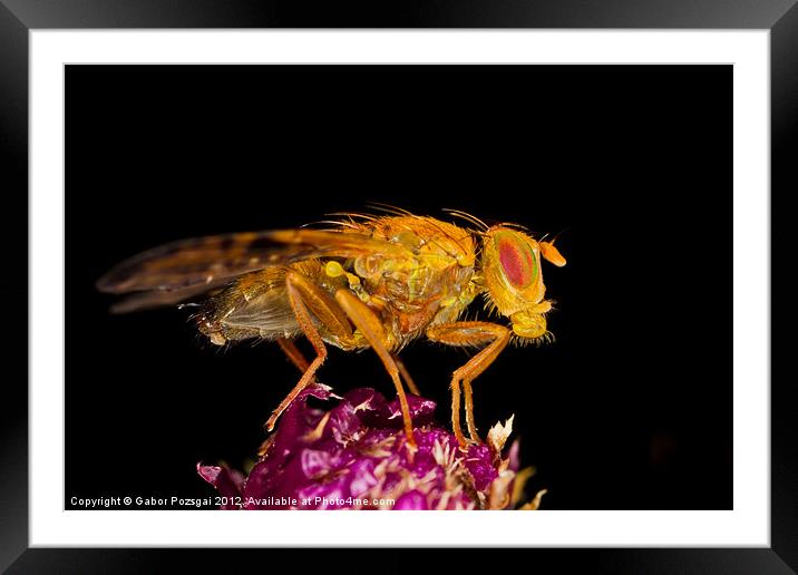 Terellia fly resting on thistle Framed Mounted Print by Gabor Pozsgai