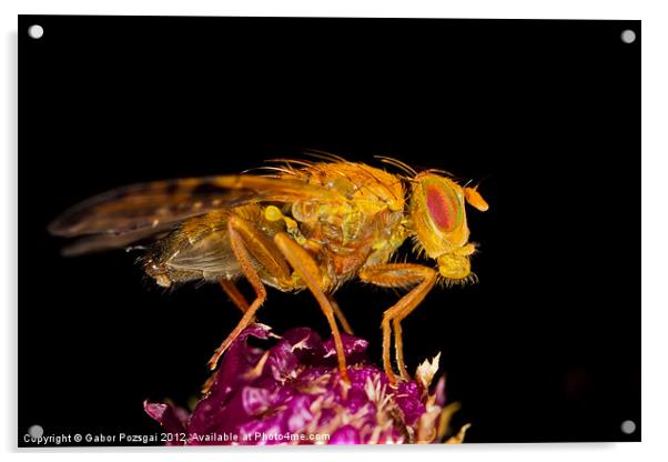 Terellia fly resting on thistle Acrylic by Gabor Pozsgai