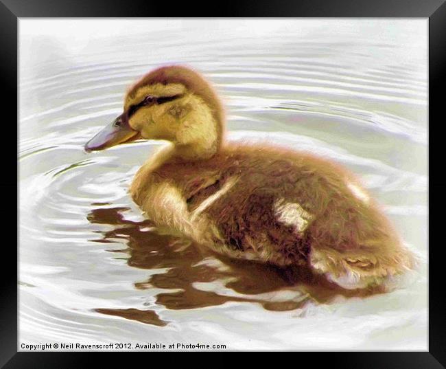 Duckling Framed Print by Neil Ravenscroft