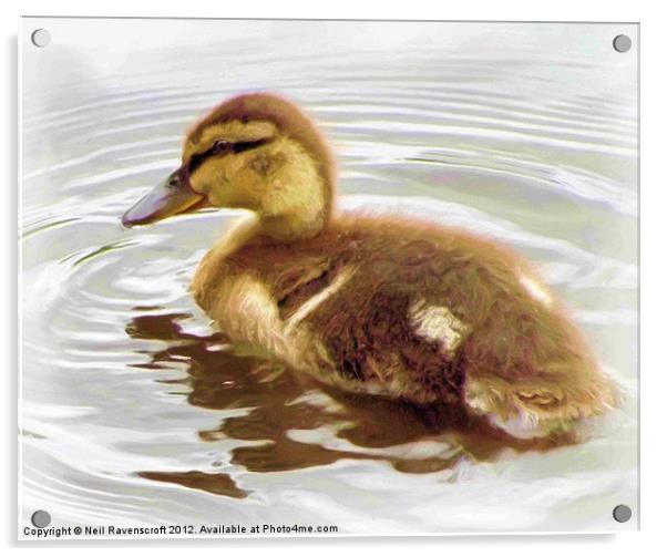 Duckling Acrylic by Neil Ravenscroft