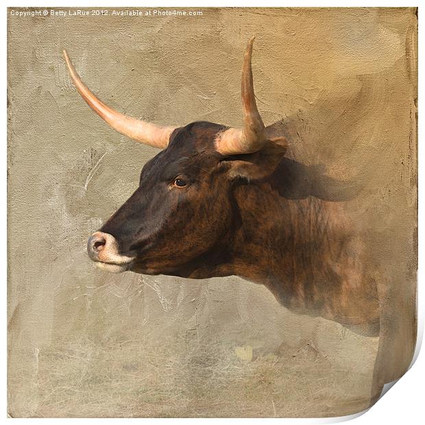 Texas Longhorn #2 Print by Betty LaRue