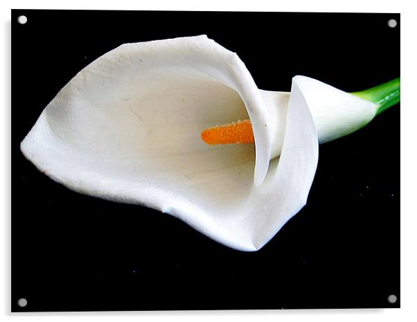 white flowers Acrylic by elvira ladocki