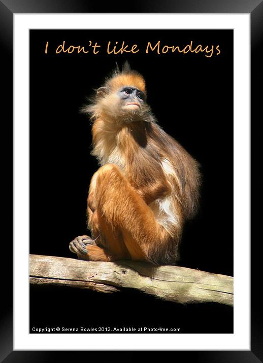I dont like Mondays - Banded Leaf Monkey Framed Mounted Print by Serena Bowles