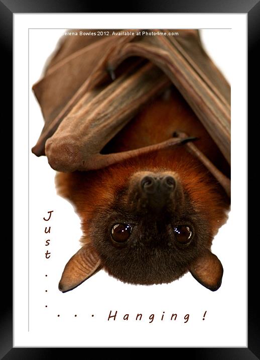 Just Hanging - Little Red Flying Fox Framed Mounted Print by Serena Bowles
