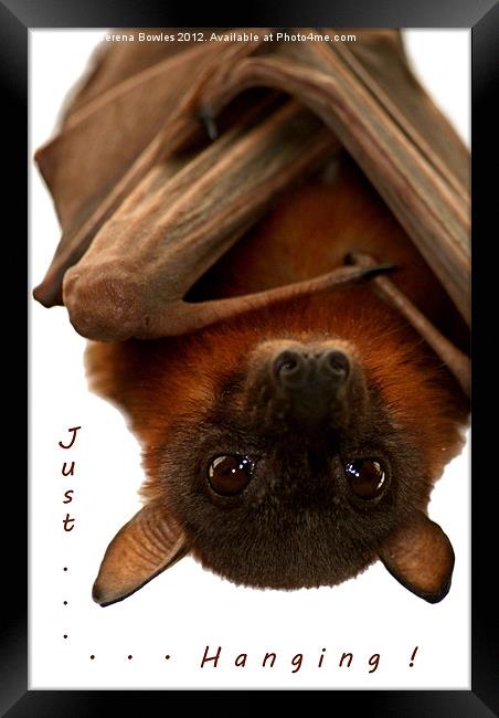 Just Hanging - Little Red Flying Fox Framed Print by Serena Bowles