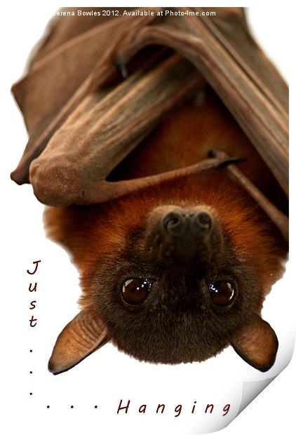 Just Hanging - Little Red Flying Fox Print by Serena Bowles