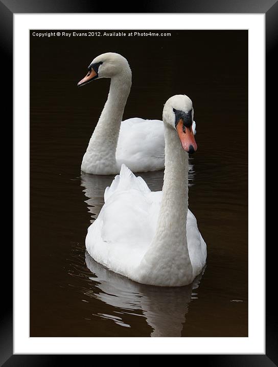 Two swans on the lake Framed Mounted Print by Roy Evans