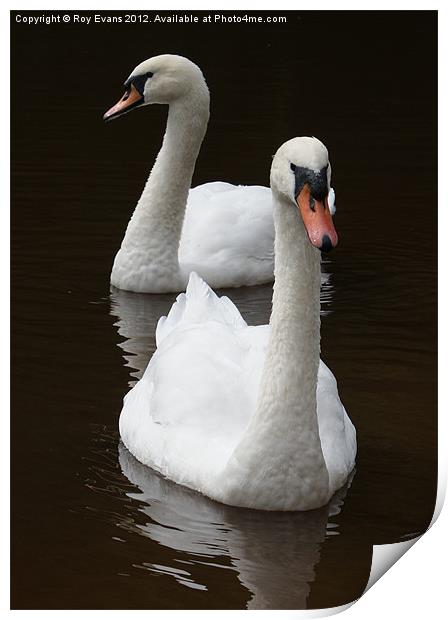 Two swans on the lake Print by Roy Evans