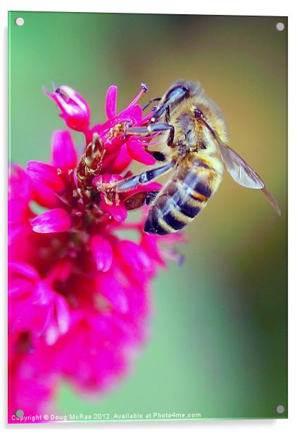 Bee Acrylic by Doug McRae