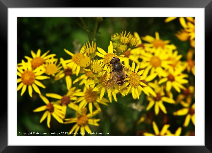 Bee on ragwort Framed Mounted Print by stephen clarridge