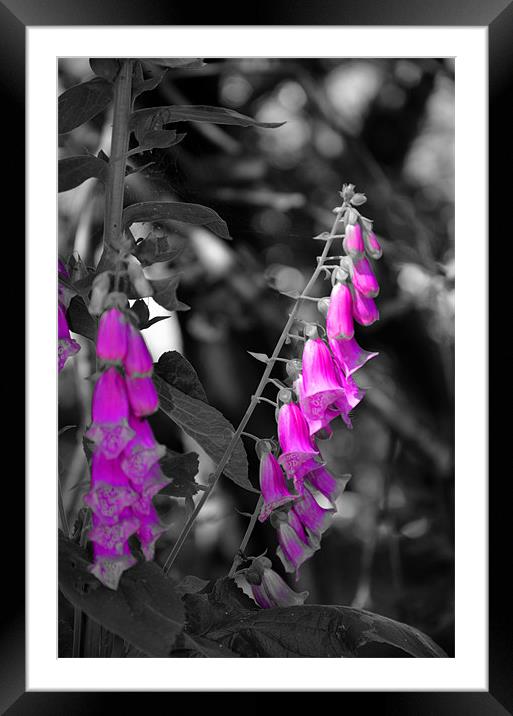 Foxgloves Framed Mounted Print by Andrew Vernon