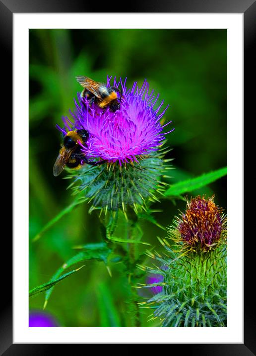 Pollen Count Framed Mounted Print by Andrew Vernon