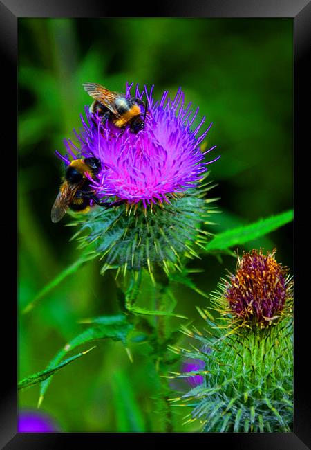 Pollen Count Framed Print by Andrew Vernon