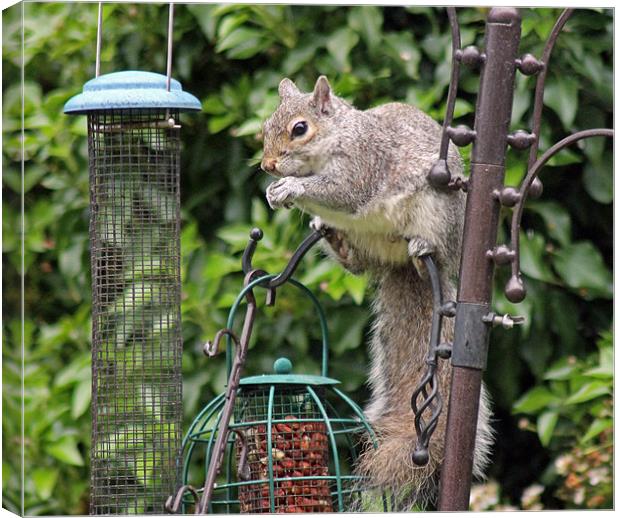 Squirrel eating nuts Canvas Print by Tony Murtagh