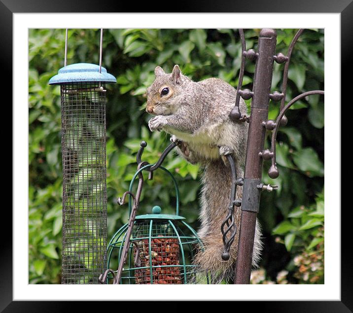 Squirrel eating nuts Framed Mounted Print by Tony Murtagh