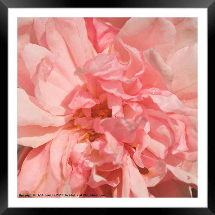 The Heart of The Rose Framed Mounted Print by LIZ Alderdice