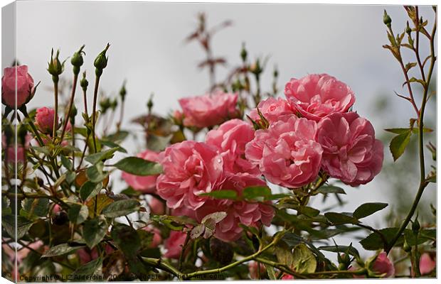 Pink Roses in The Mist Canvas Print by LIZ Alderdice