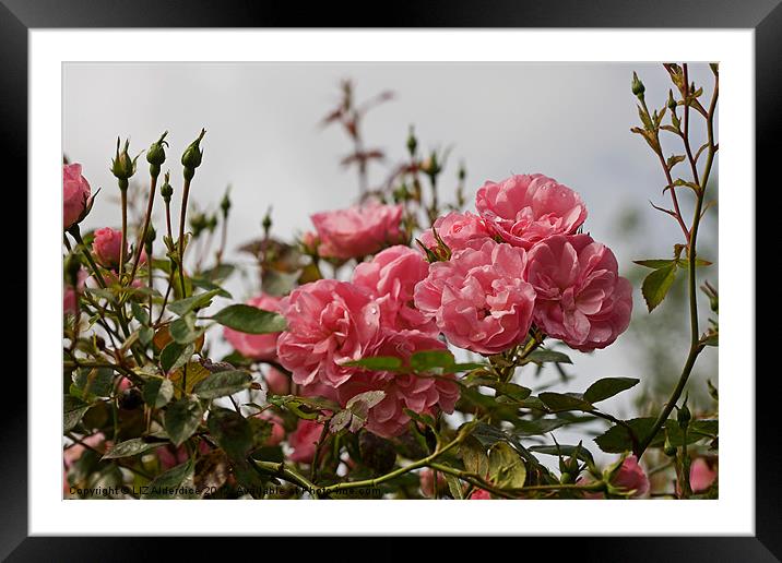 Pink Roses in The Mist Framed Mounted Print by LIZ Alderdice
