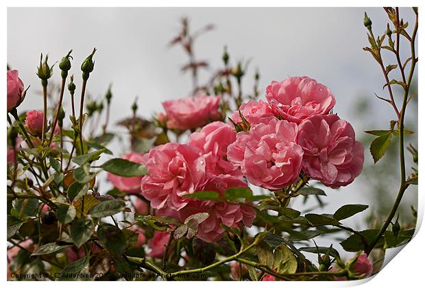 Pink Roses in The Mist Print by LIZ Alderdice