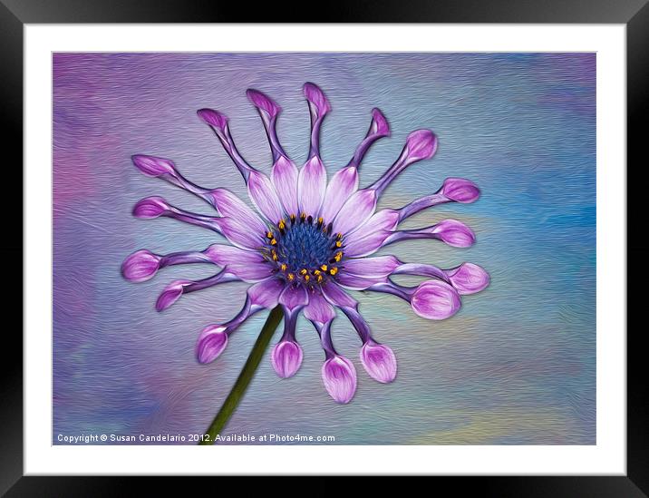Sunscape Daisy Framed Mounted Print by Susan Candelario