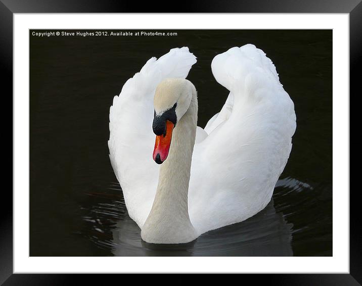 Imposing Mute Swan Framed Mounted Print by Steve Hughes