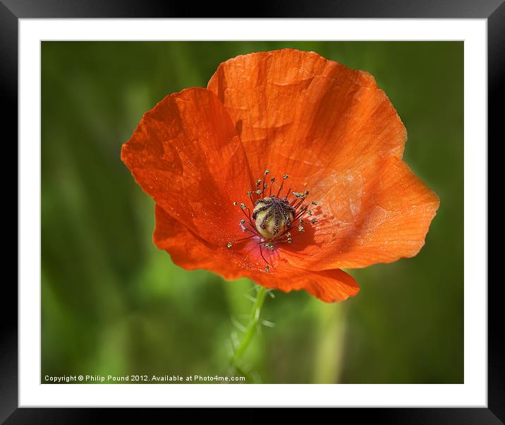 Red Poppy Framed Mounted Print by Philip Pound